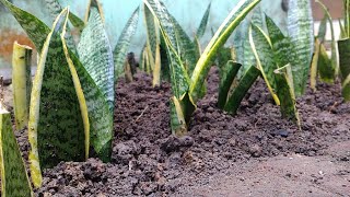 Replanting Snake Plant Babies into Raised Garden Bed [upl. by Ynner]