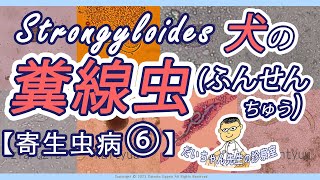 【プロ志向】023軟便／血便／めったに見ない／しつこい／犬猫職業希望者むけのリアル病例紹介／まるで動物病院実習／ふんせんちゅう [upl. by Lanae872]