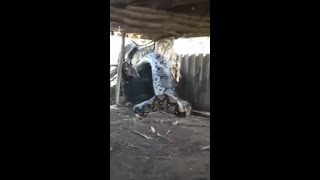 Giant python eats whole cow alive in India [upl. by Panther]