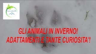 GLI ANIMALI IN INVERNO  Strategie e Curiosità [upl. by Cristi]