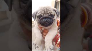 pug show quality male puppy available for sale location gurdaspur punjab 98725376394 [upl. by Ahsitaf610]