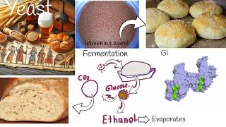 Is Yeast Safe Is baking Yeast safe for your health [upl. by Gereld]