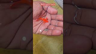 Albino red ear koi guppy  guppybreeding fish song guppies guppyfish love shorts breeding [upl. by Hendel882]