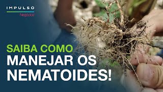 Nematoides do Café como Identificar e Controlar  Impulso Negócios EP 52 [upl. by Pentheas]