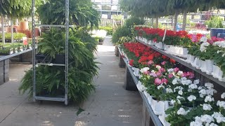 Hartley Botanic Greenhouse  New Pottery  Pinching Zinnias  Plant Shopping  GARDEN QUEEN [upl. by Trotta]