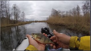 Mnóstwo okoni z małej rzeki Trafiłem na dobre żerowanie Nawet żywy małż na spinning się trafił [upl. by Milburr278]