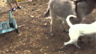 Donkey vs Dog [upl. by Winshell]