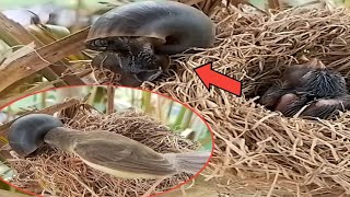 Baby bird nest brown grass ready to attack mother came to helpbaby nest review [upl. by Mmada]