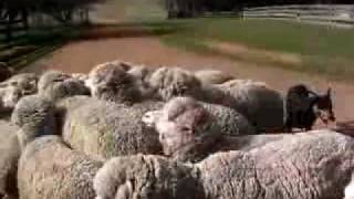 dog herding sheep in australia [upl. by Carvey]