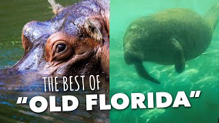 Homosassa Springs Florida’s most popular state park  Van Life Travel Vlog [upl. by Clyde91]