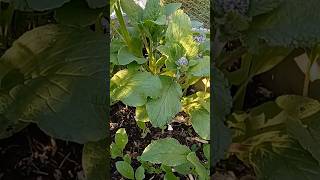 The Beauty of Borage Why You Should Plant Borage in Your Garden gardening borage [upl. by Lledner]