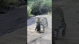 Baboons chase down a leopard that caught their friend 😮 [upl. by Alyam]