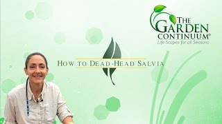 How to DeadHead Salvia Meadow Sage [upl. by Aran]