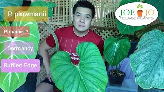 EP21P plowmanii ใบสวย ก้านใบเด่น กับ Philodendron plowmaniiRuffled Edgesการพักตัว Dormancy [upl. by Dijam]