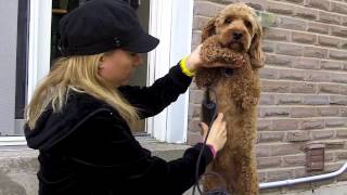 Cockapoo Grooming Tips  Underbelly Area [upl. by Uzzi]