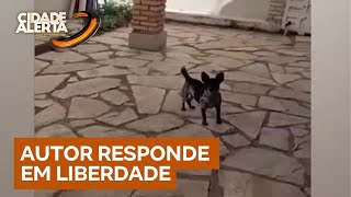 Cachorra é morta com tiro de rifle por militar da reserva do Exército  Cidade Alerta DF [upl. by Bartley]