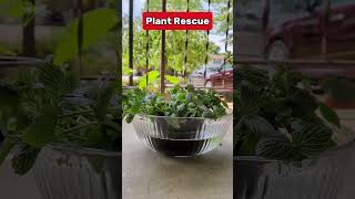 Watching the plant perk up is the best partplantcare plantrescue plantythings [upl. by Sama505]