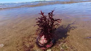 Poor Fishing to Wealthy Whelks Gisborne New Zealand [upl. by Annai]