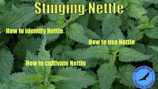 Stinging Nettle  How to identify use and cultivate Nettle [upl. by Jemmie]