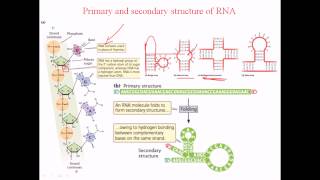 Secondary structure of RNA [upl. by Hsirehc197]