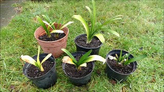 Saving My 20 Year Old Clivia Collection [upl. by Sinclair340]