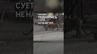 Попадали от испуга бенгальские тигры в ужасе от амурского коллеги [upl. by Yrallam290]