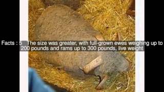 Rambouillet sheep Top 13 Facts [upl. by Htidra713]