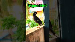 Myna bird shorts shortvideo birds vuthy CH [upl. by Crawford229]