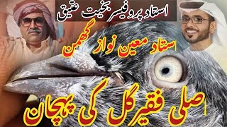 Faqeer gul kabootar  Faqeergul pigeon  Faqirgul kabootar  Ustad moeen nawaz ghumman [upl. by Georgette]