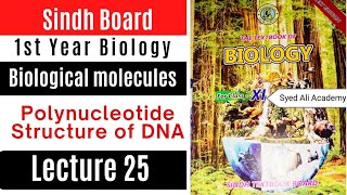 structure of DNA  polynucleotide  biological molecules  class 11 biology Sindh text board new [upl. by Aihsenrad896]