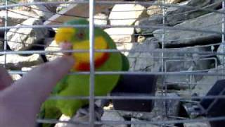 Papušek Nádherný Superb Parrot  Kubíček [upl. by Jaycee]