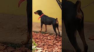 Aggressive Doberman barking doberman [upl. by Einra]