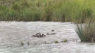 Pintails at RSPB Rainham Marshes 270924 [upl. by Sakhuja]