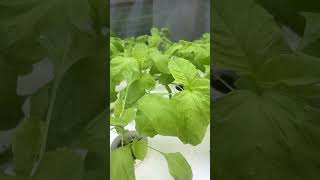 Hydroponically grown spinach gardengrove hydroponics green healthyfood [upl. by Guildroy]