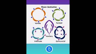 Flower Aestivation  Morphology of Flowering Plants NCERT Class 11 Chapter 5  KVS PGT BIOLOGY [upl. by Eila]