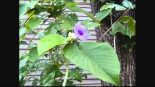 Hawaiian Baby Woodrose Flowering and Fruiting part two [upl. by Zolnay]