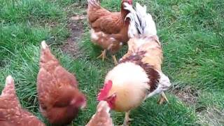 LOHMANN CHICKENS HYBRID LARGE FOWLGREAT LAYERS AND PETS [upl. by Budde]