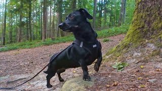 Dachshund walking in late summer 🌳🐝  Linni outside [upl. by Yenreit577]