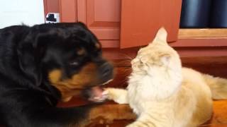 Young Maine Coon Cat fights Young Bentley the Rottweiler [upl. by Seroka856]