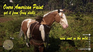 How to get Overo American Paint easy way RDR2 [upl. by Campball117]