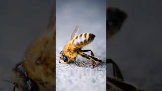 Why honey bees die after they sting humans [upl. by Ungley]