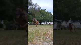 Belgian Malinois Security system belgianmalinois short shorts protectiondog slowmotion [upl. by Baten]