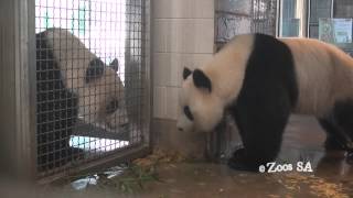 Giant Panda Mating Call Adelaide Zoo [upl. by Nhoj344]