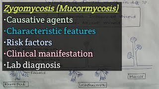 Zygomycosis Mucormycosis  Agents  Risk factors  Clinical manifestation  Lab diagnosis [upl. by Galligan533]