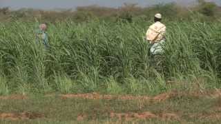 Community Fodder Production in Mandera  Kenya [upl. by Isaacs]