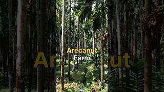 Arecanut Plantation🌴 farming shorts [upl. by Nellda]