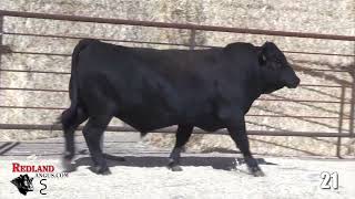 Redland Angus Lot 21 [upl. by Deroo476]