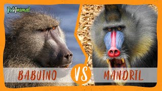 Babuino Chacma vs Mandril ¿Cual es el mono mas fuerte [upl. by Mansoor452]