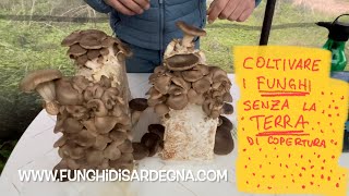 Coltivare i funghi cardoncelli in casa SENZA TERRA di copertura Tutorial FunghidiSardegna [upl. by Ellimahs]