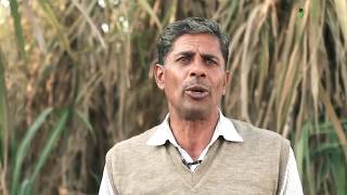 कम लागत में अधिक गन्ना कैसे करें Low investment and high sugarcane yields DHAMPUR Sugar Mills Ltd [upl. by Dnaltiak]